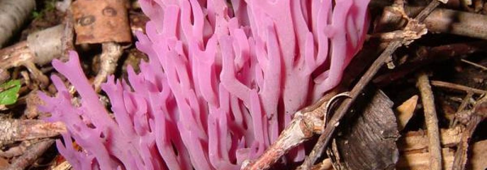 Detailed analysis of the diseases caused due to coral